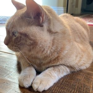 Meet your Posher, Albina